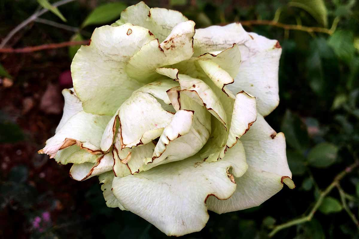 A close up horizontal image of a rose flower growing in a deformed manner with browning petal edges, pictured on a soft focus background.