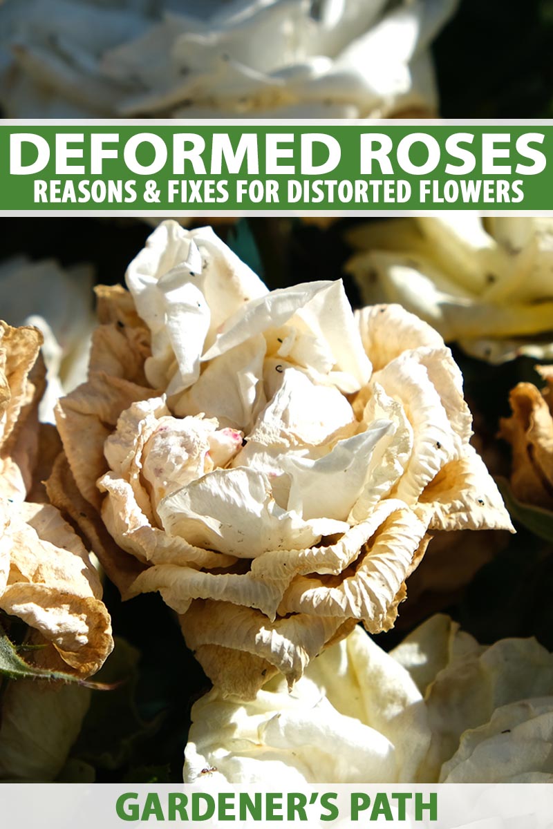 A close up vertical image of rose flowers that are growing in a deformed manner, with brown and curling petals. To the top and bottom of the frame is green and white printed text.