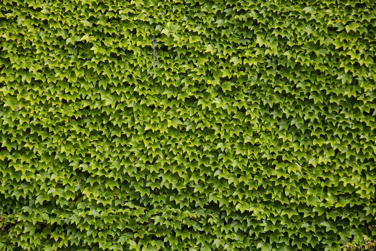 A horizontal image of the densely packed foliage of Boston ivy covering a structure.
