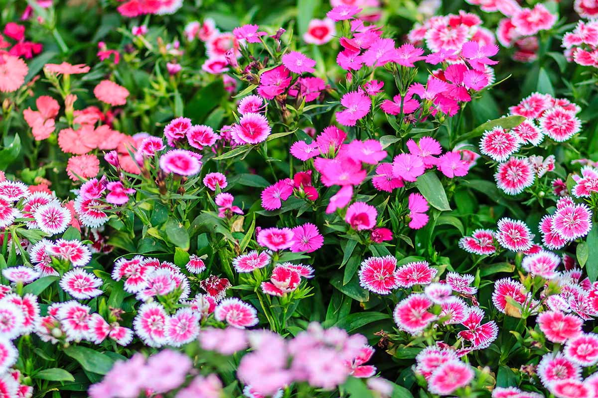 A close up horizontal image of pink and bicolored dianthus flowers growing in the garden.