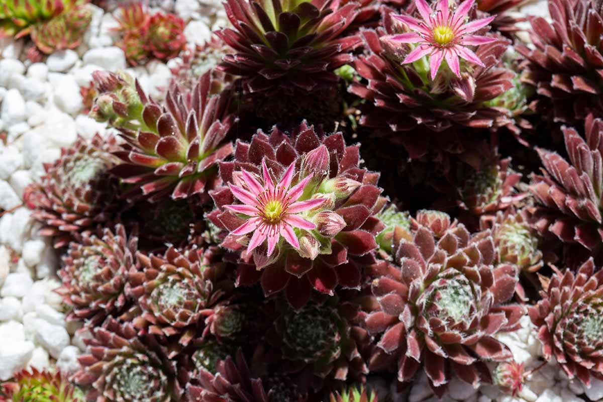 A close up horizontal image of hens and chicks plants growing in the garden sporting pink flowers.