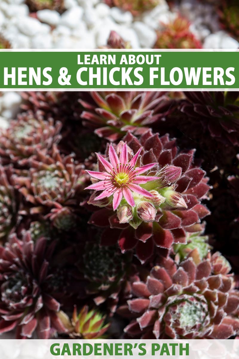 A close up vertical image of hens and chicks plants (Sempervivum) blooming in the garden. To the top and bottom of the frame is green and white printed text.