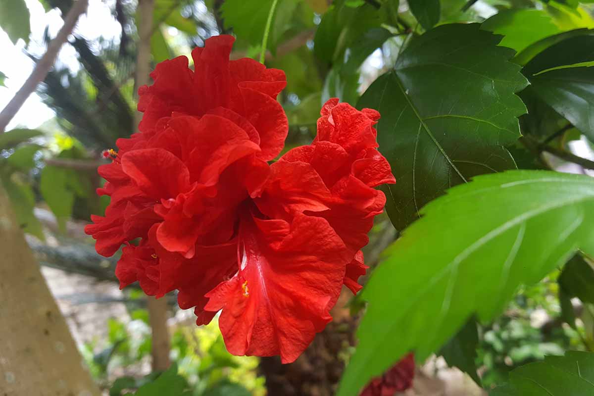 A close up horizontal image of a red double-petaled hibiscus flower growing in the garden.