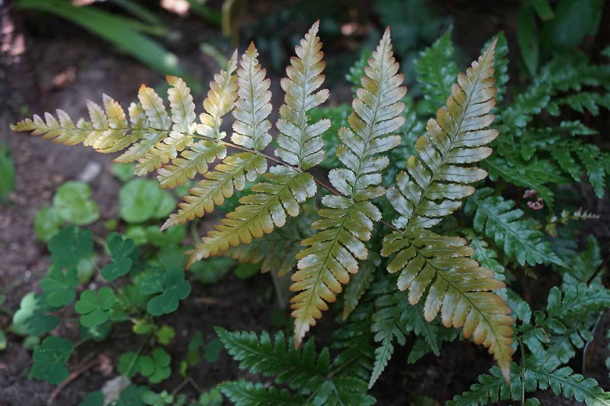 A close up horizontal image of the foliage of autumn fern (Dryopteris erythrosora) growing in a shady spot in the garden.