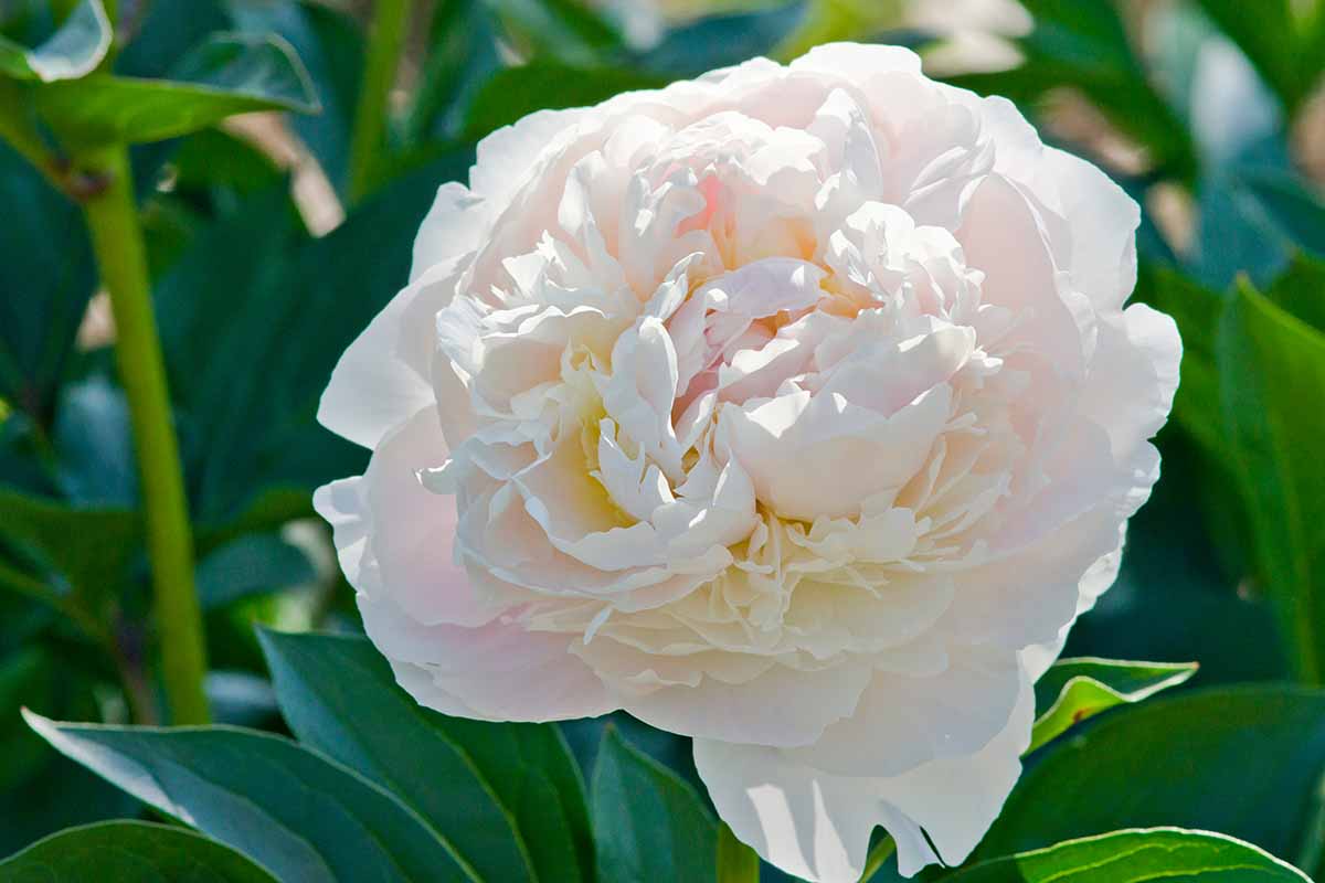 A close up horizontal image of a single Paeonia lactiflora 'Duchesse de Nemours' flower pictured in bright sunshine with foliage in the background.