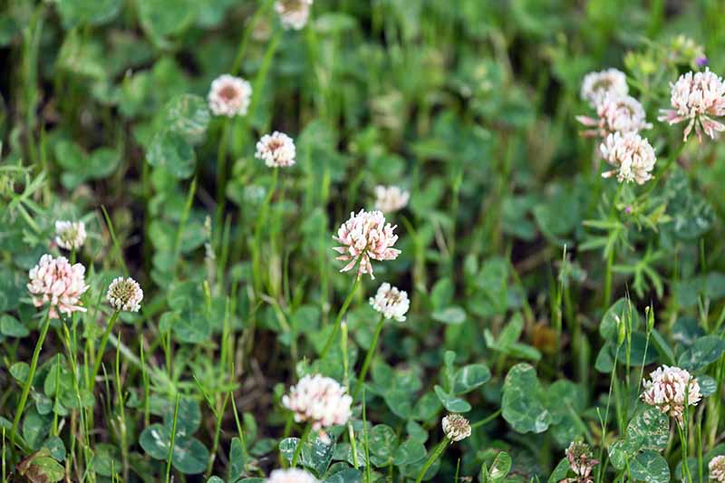A horizontal image of clover in bloom fading to soft focus in the background.