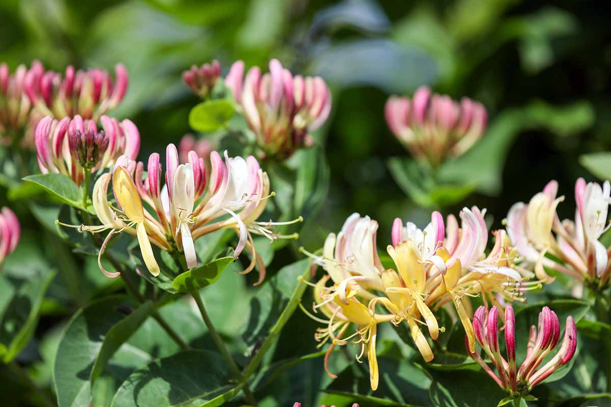 A close up horizontal image of honeysuckle growing in the garden pictured in light sunshine on a soft focus background.