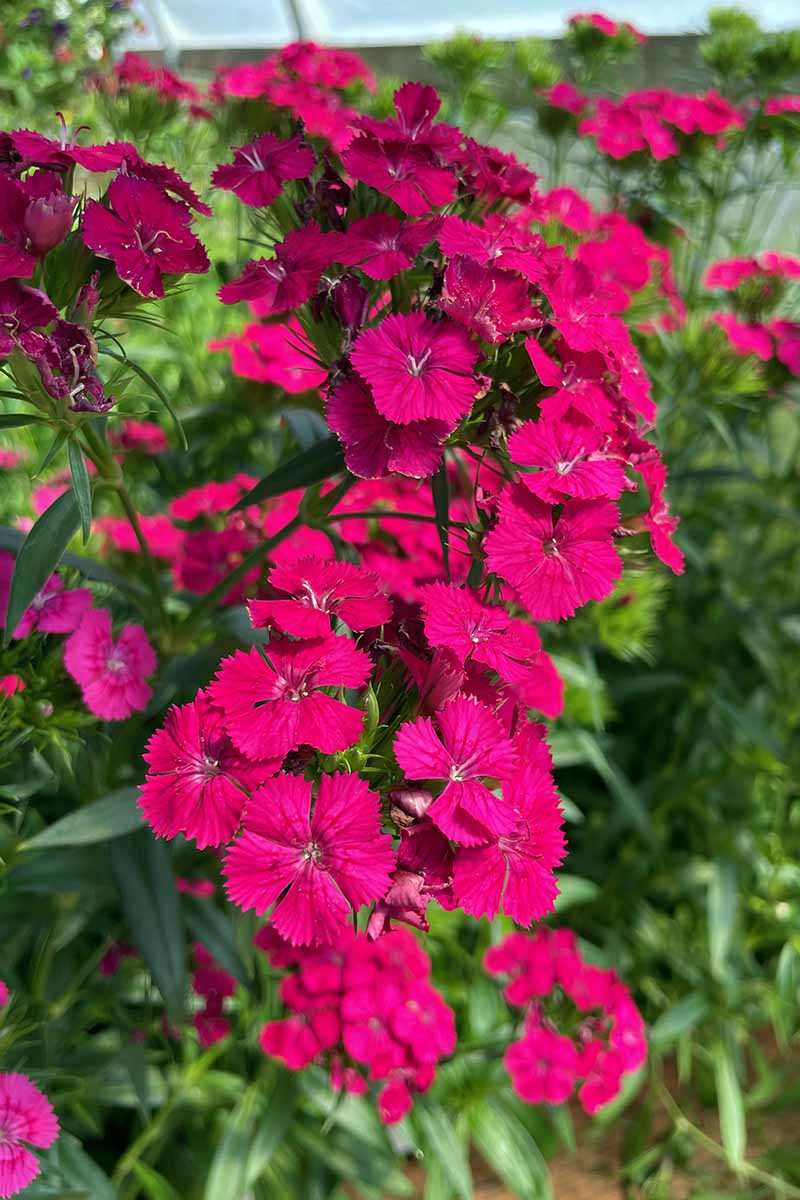 A vertical image of dianthus blooms growing in a border pictured in bright sunshine with foliage in soft focus in the background.