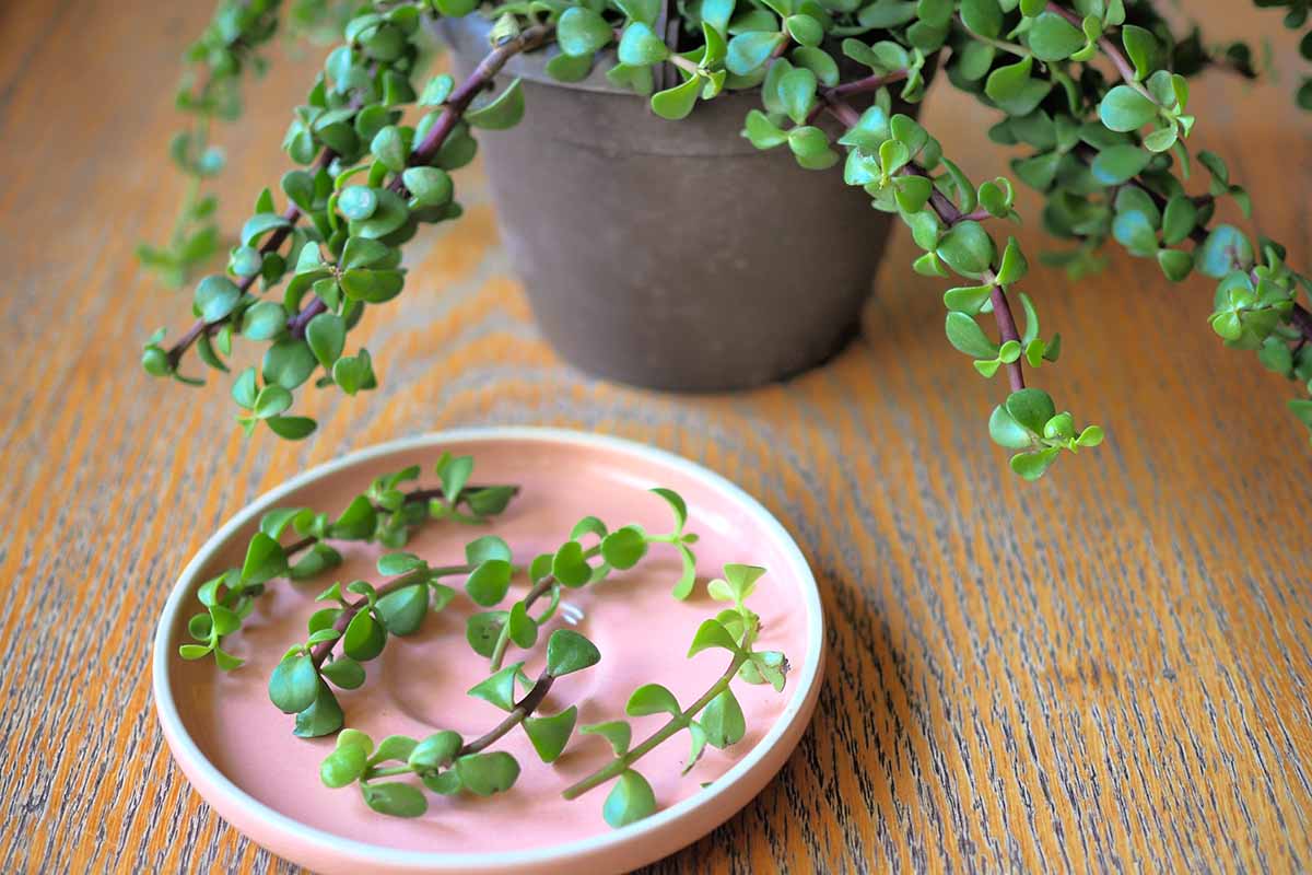 A close up horizontal image of a plate of elephant bush cuttings with a potted plant in the background.