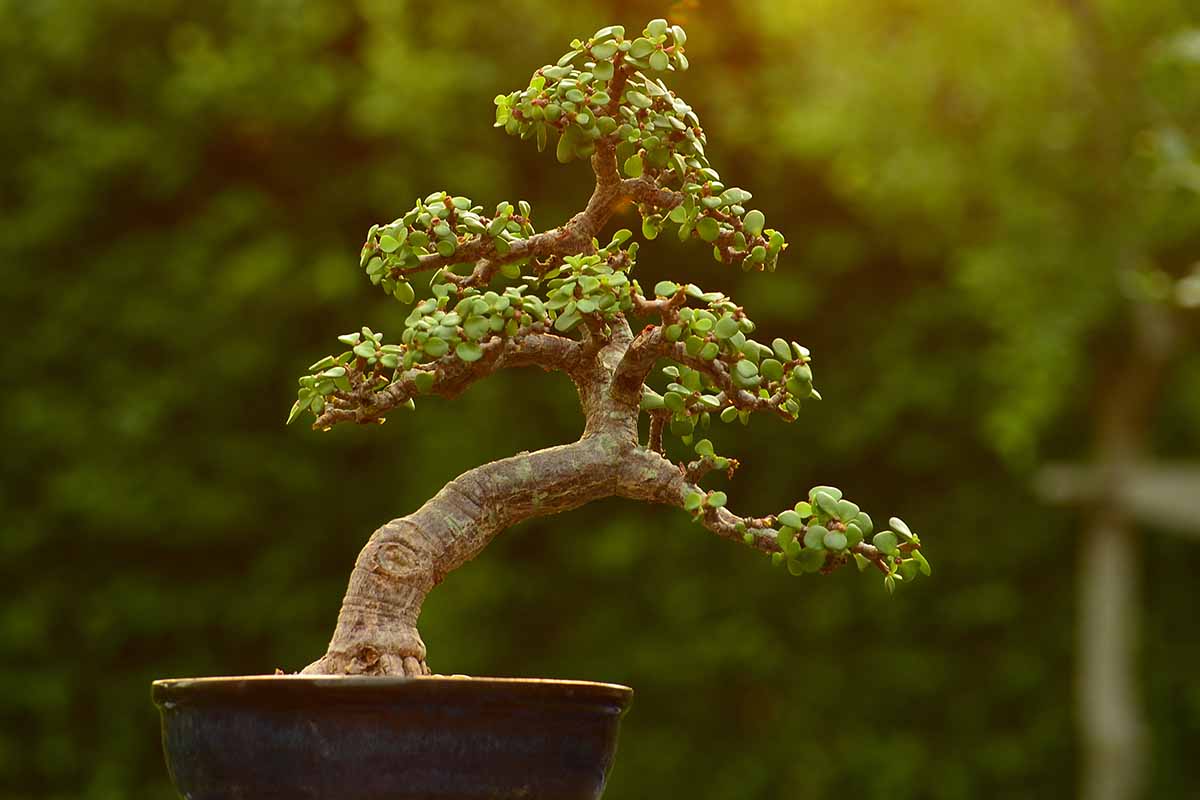 A close up horizontal image of elephant bush (Portulacaria afra) growing as a bonsai pictured on a soft focus background.