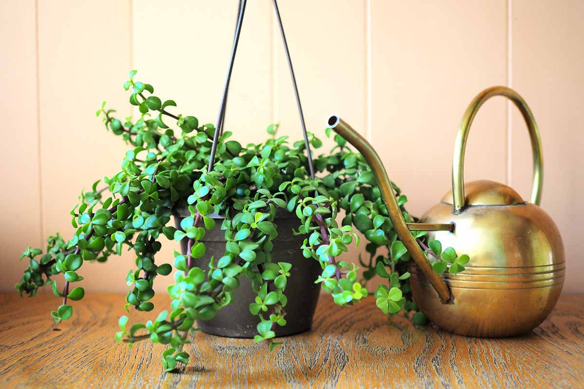 A close up horizontal image of an elephant bush growing in a hanging basket with a metal watering can to the right of the frame.