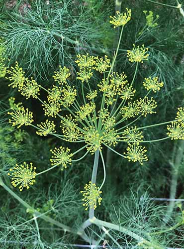 A close up vertical image of 'Elephant' dill growing in the garden.