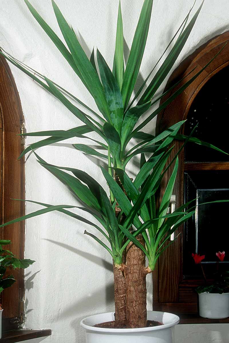 A vertical image of an elephant yucca plant growing in a pot indoors.