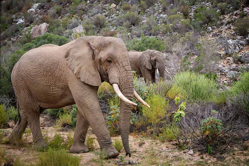A horizontal image of elephants walking through the veldt.