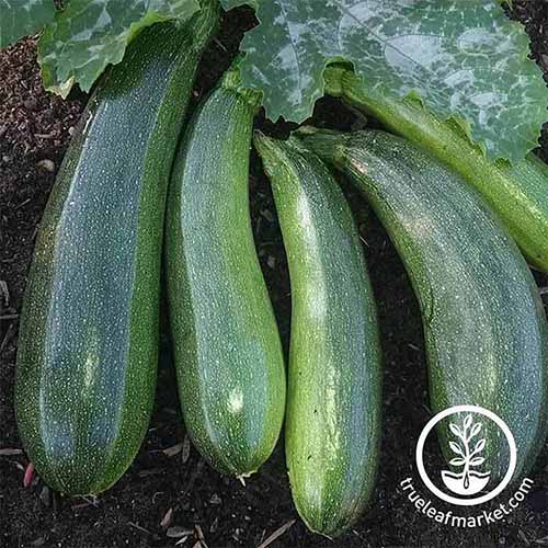 A close up square image of 'Elite' zucchini growing in the garden ready for harvest. To the bottom right of the frame is a white circular logo with text.