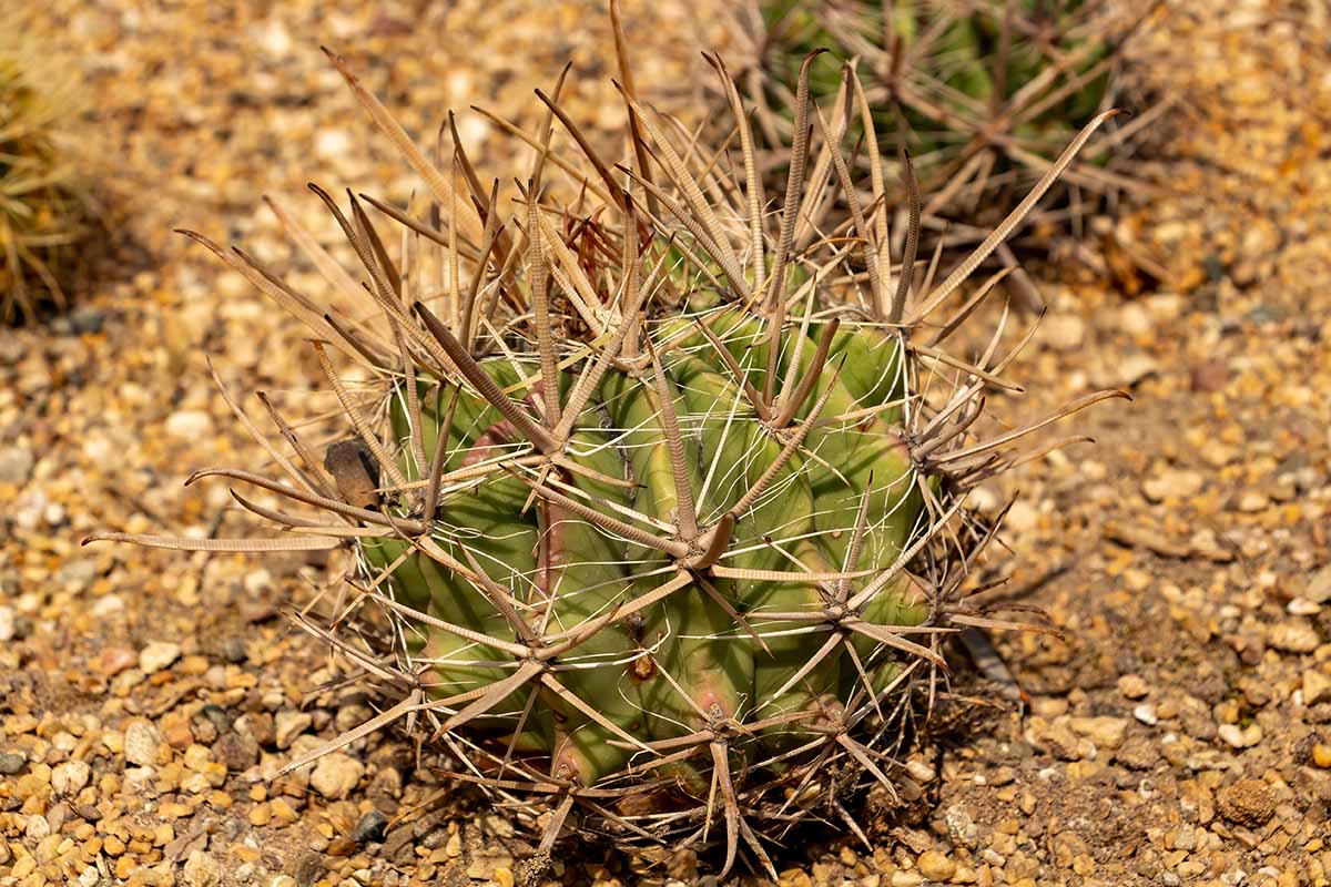 A close up horizontal image of an Emory's barrel cactus growing wild.