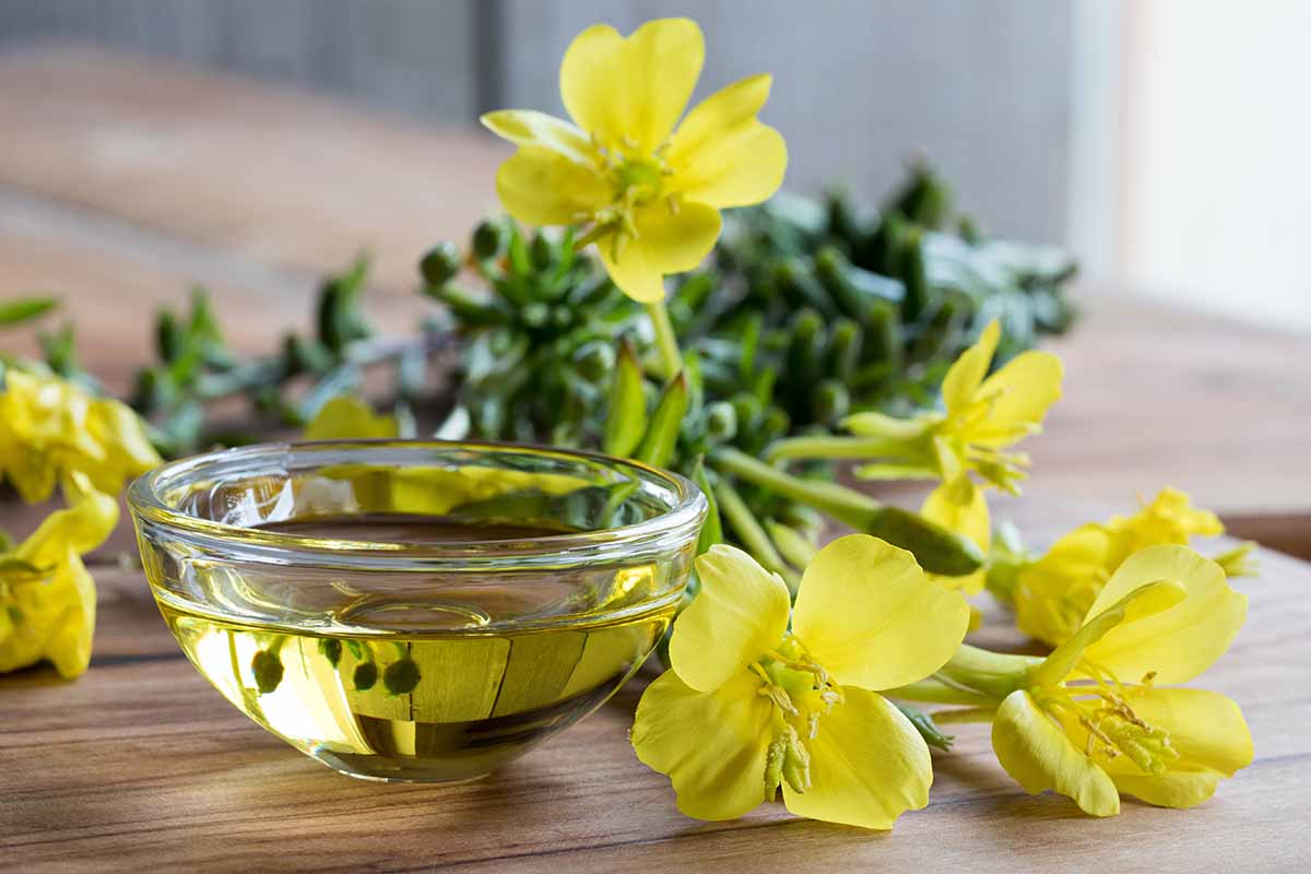 A close up horizontal image of evening primrose blossoms on a wooden surface with a glass bowl to the left.