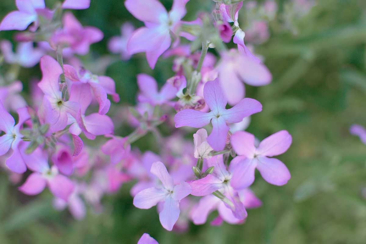 A close up horizontal image of light pink evening scented stock flowers pictured on a soft focus background.