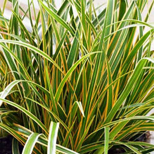 A close up square picture of the foliage of EverColor 'Everglow' sedge in a container.