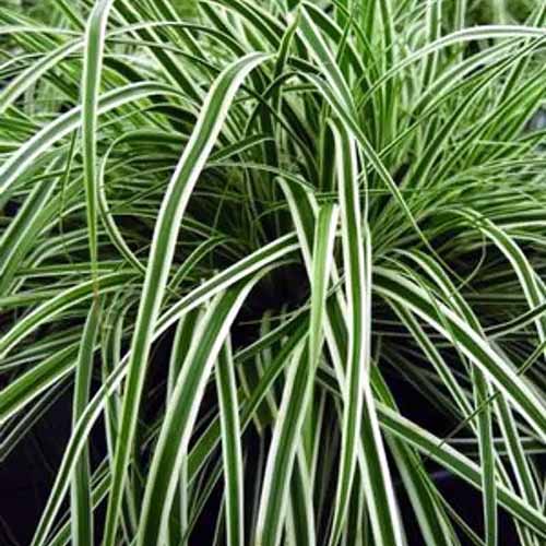 A square picture of the variegated foliage of Carex 'Everest' in a pot.