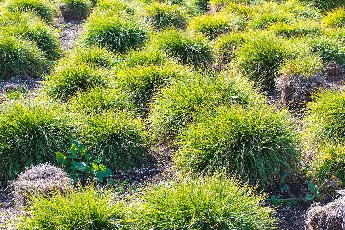 A horizontal picture of clumps of Carex 'Everillo' in the garden.