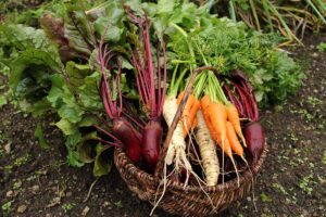 A close up horizontal image of a basket of freshly harvested root vegetables set on the ground in the garden.
