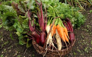 A close up horizontal image of a basket of freshly harvested root vegetables set on the ground in the garden.