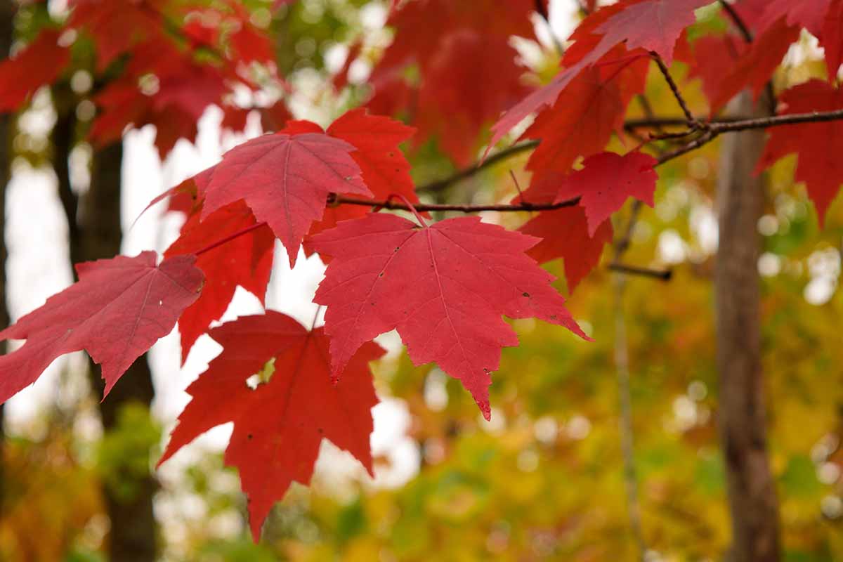 A close up horizontal image of the fall color of a red maple tree.