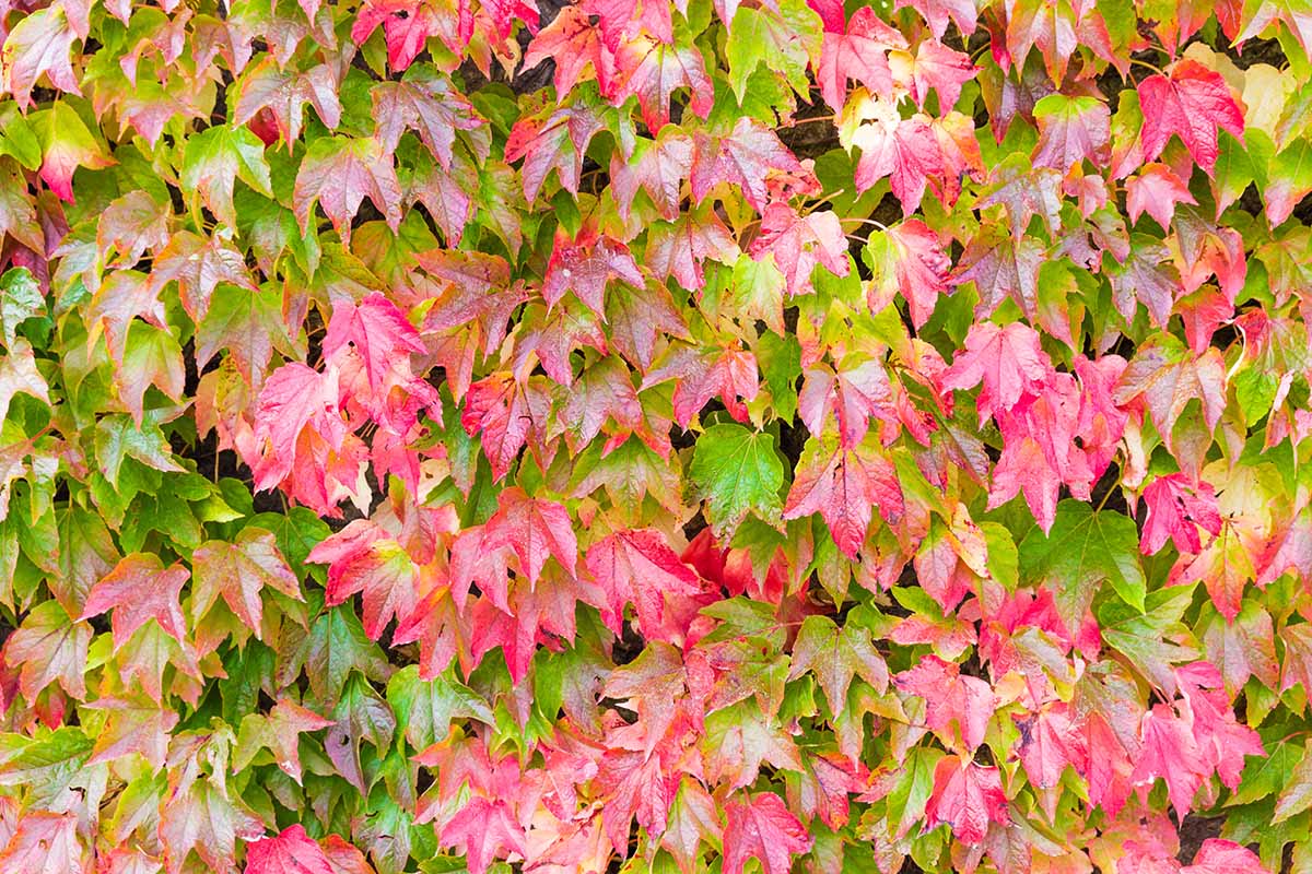 A close up horizontal image of the foliage of Boston ivy changing colors in the fall.
