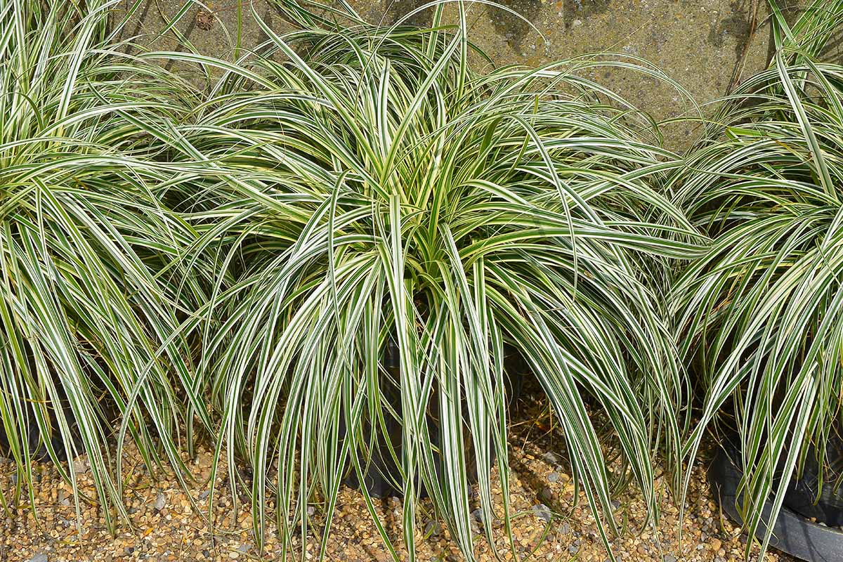 A horizontal image of Carex 'Feather Falls' sedge plants in containers outdoors.