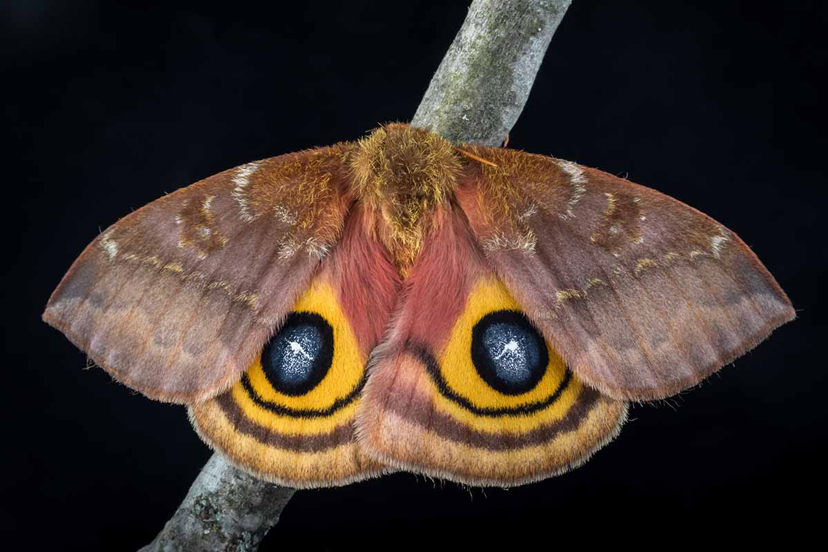 A close up horizontal image of a female io moth on a stem pictured on a dark background.