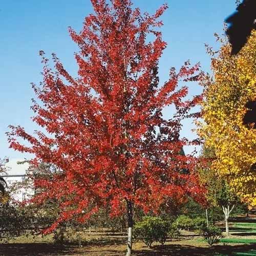 A square image of Acer 'Firefall' growing in the garden pictured on a blue sky background.