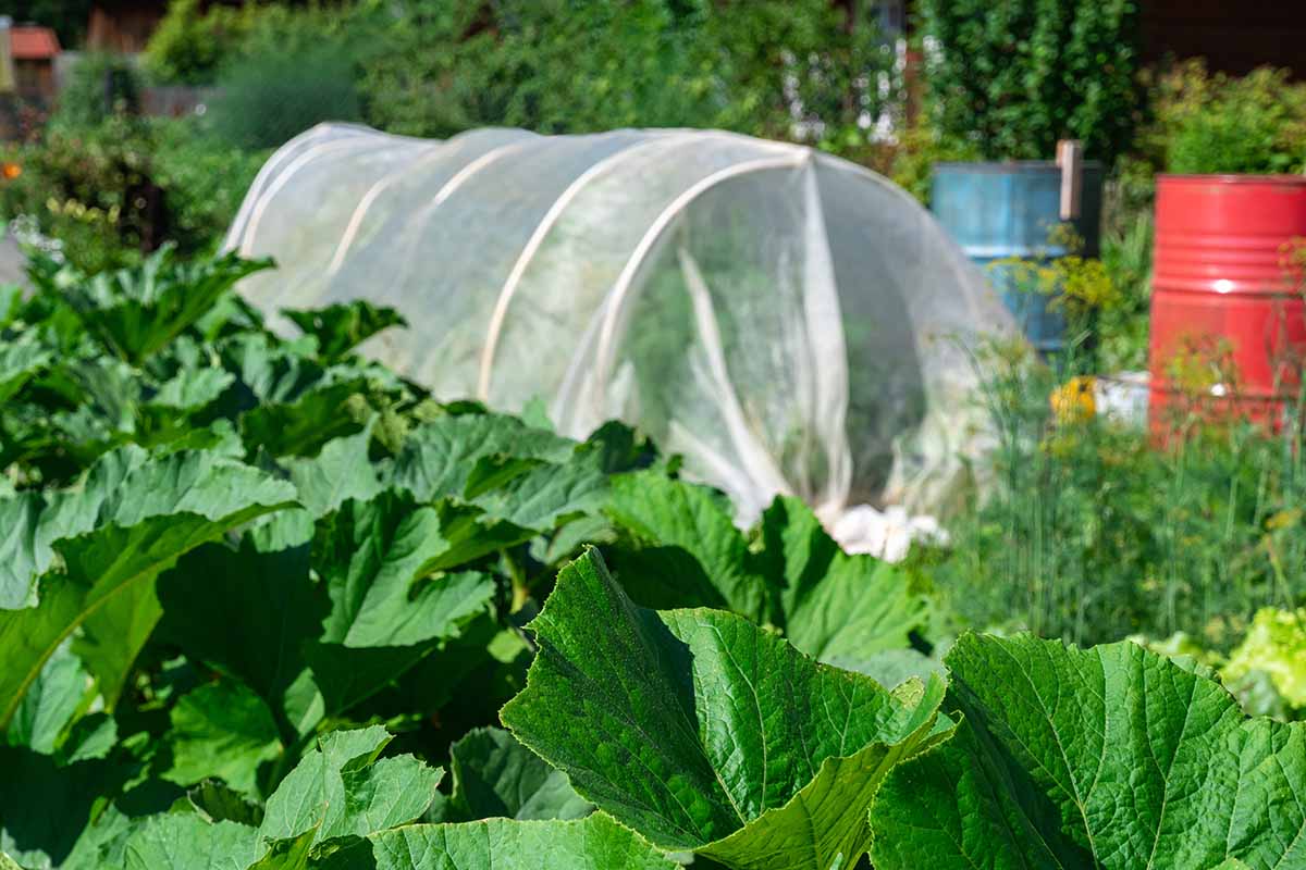 A horizontal image of floating row covers used to protect vegetables from frost.