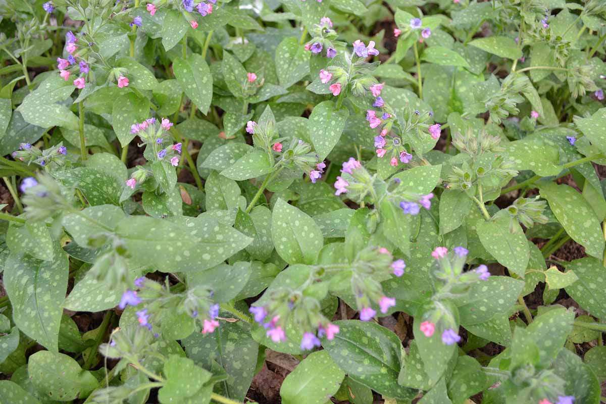 A close up horizontal image of Pulmonaria lungwort growing in the garden.