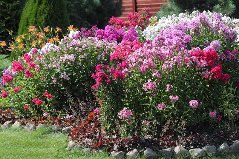 A garden border with multiple colors of flowering phlox pictured in light sunshine.