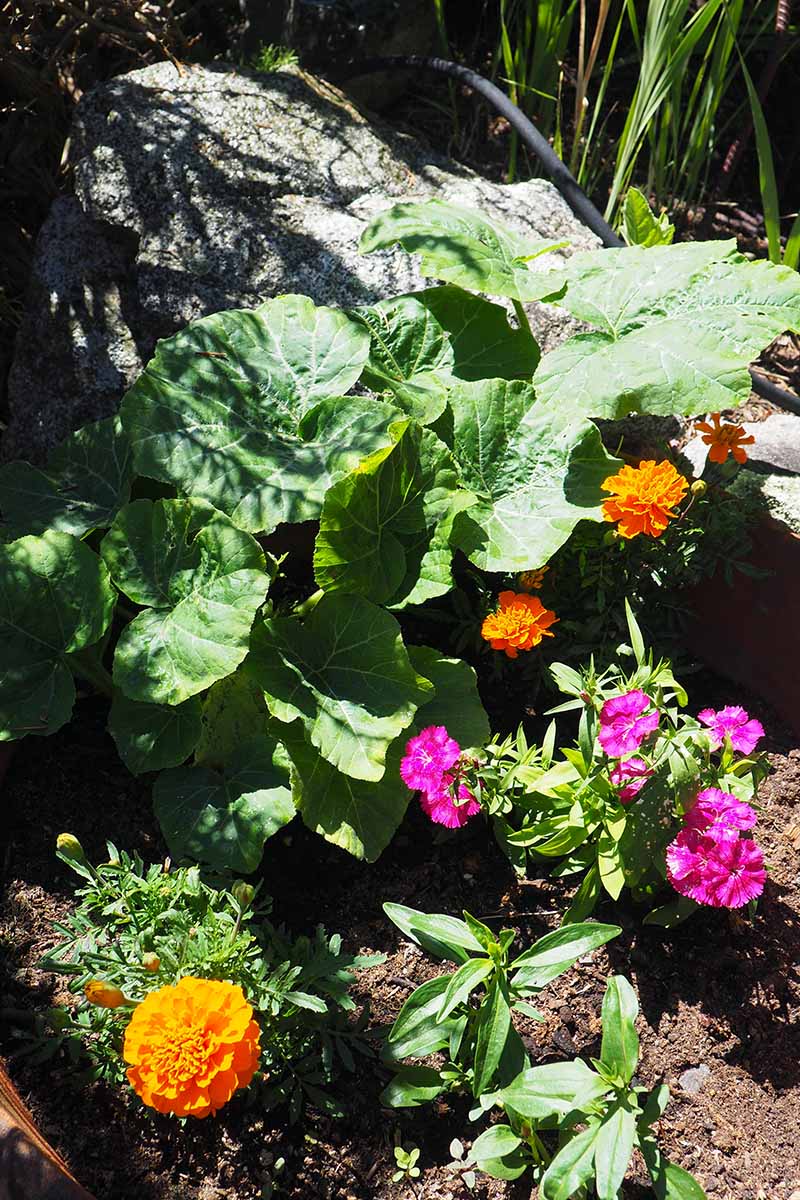 A vertical image of a mixed planting of annual flowers and squash in a sunny garden.