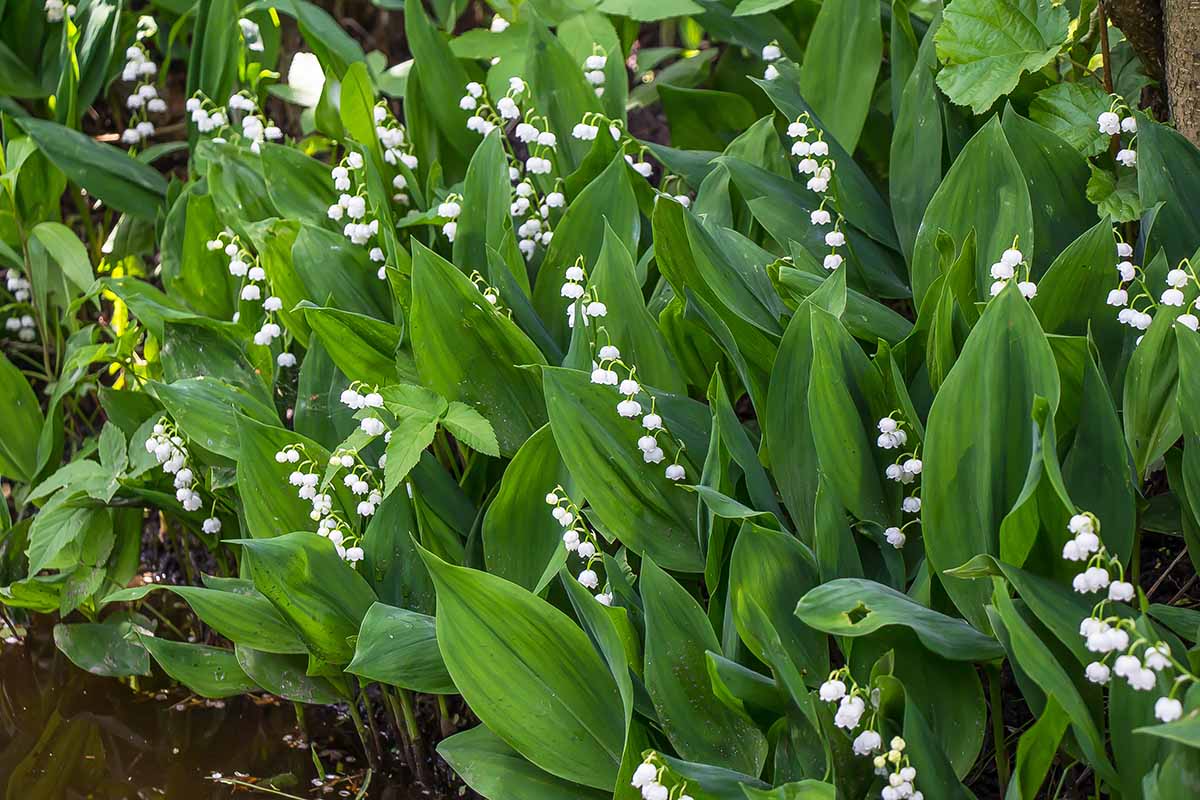 A close up horizontal image of white lily of the valley flowers growing in a shady location.