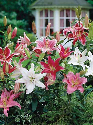 A close up of red, white, and pink oriental lilies growing in the garden.