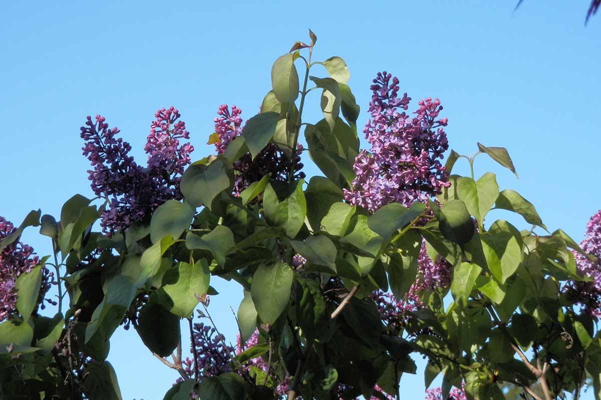 A close up horizontal image of purple lilac flowers pictured on a blue sky background.