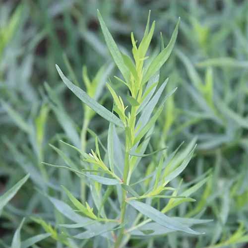 A square image of French tarragon growing in the herb garden pictured on a soft focus background.