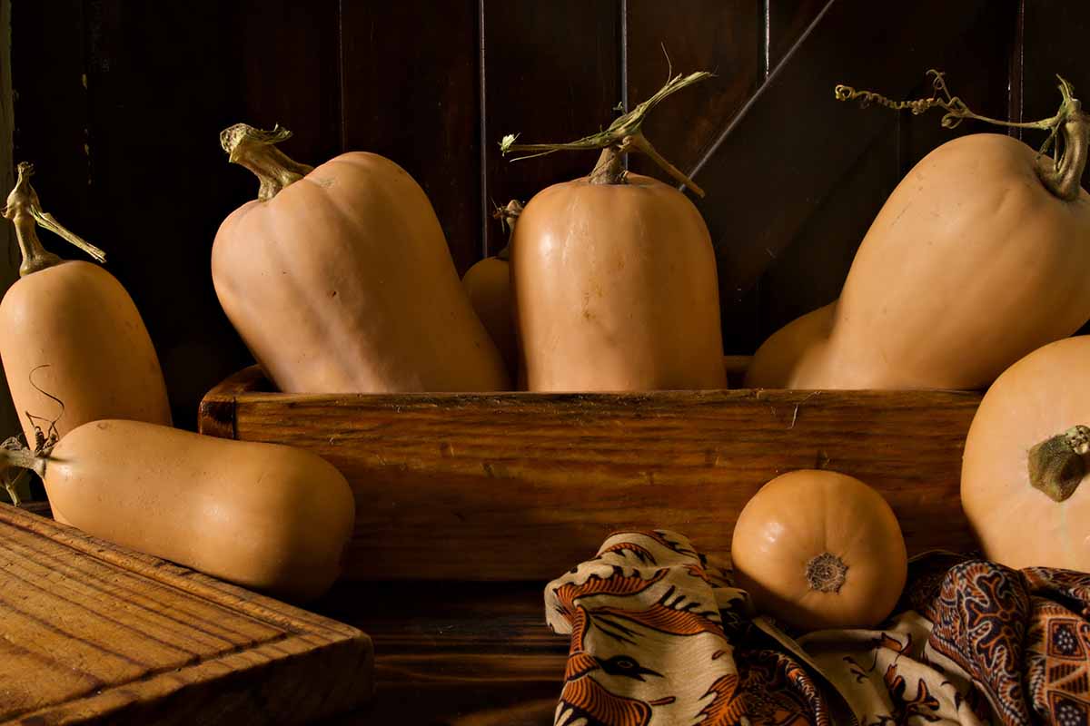 A horizontal image of butternut squash fruits in a wooden box and scattered around.