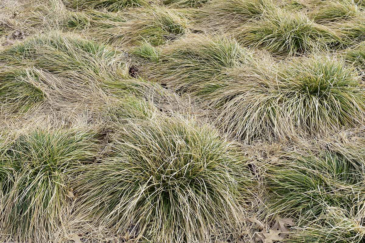 A horizontal image of clumps of 'Frosted Curls' sedge plants in the garden.