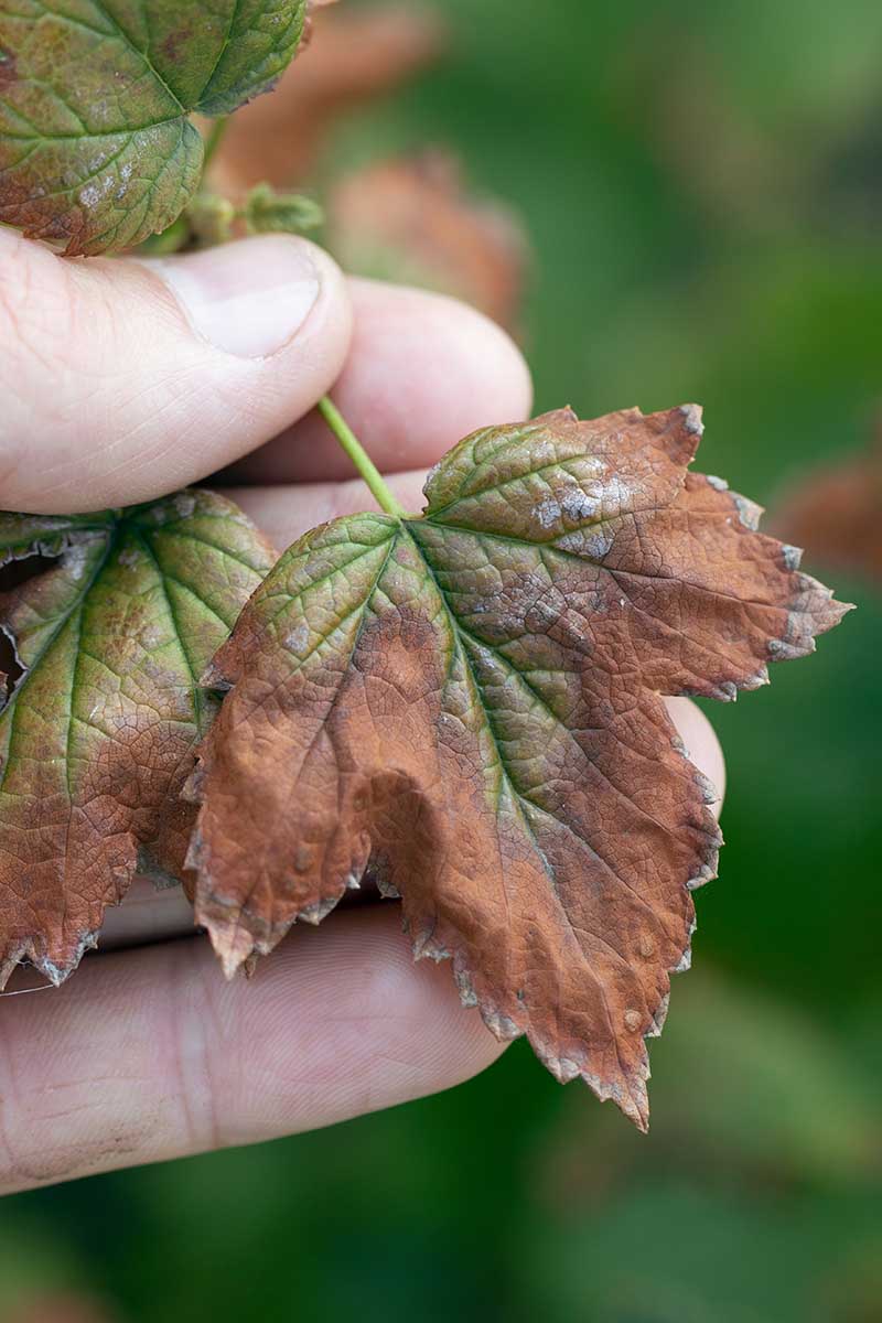 A vertical image of a hand from the left of the frame holding a leaf that is infected with a fungal infection.