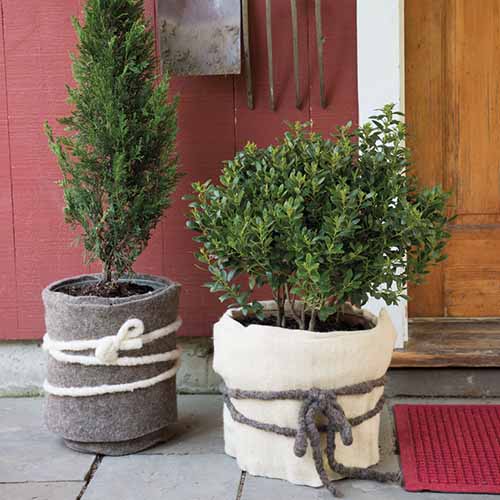 A close up of two potted plants on a front porch wrapped in GardenWool Plant Blanket for protection against cold.