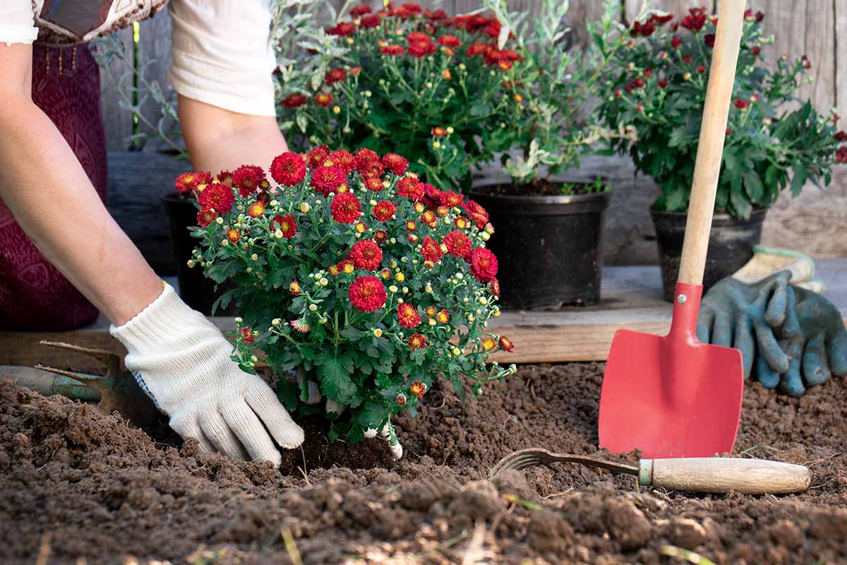 A close up horizontal image of a gardener planting red chrysanthemums into the garden.