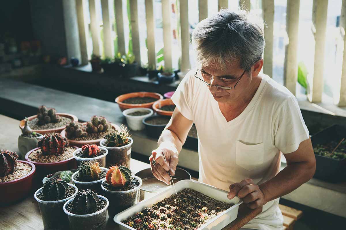 A horizontal image of a gardener separating cacti seedlings growing in a tray.