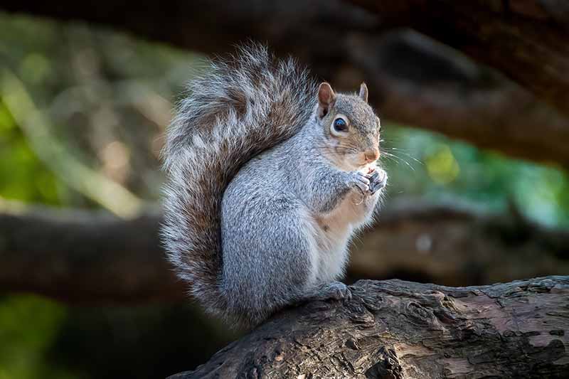 A close up horizontal image of a gray squirrel sitting on the branch of a tree.