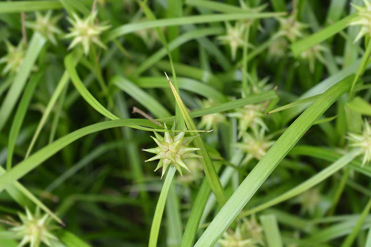 A close up horizontal picture of gray's sedge (Carex grayi) outdoors.