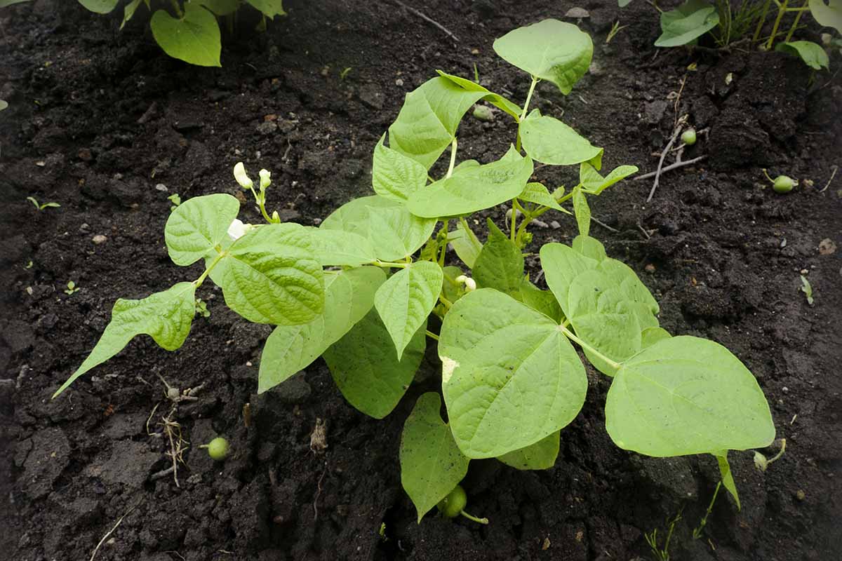 A close up horizontal image of a green bean plant growing in the garden surrounded by dark, rich soil.