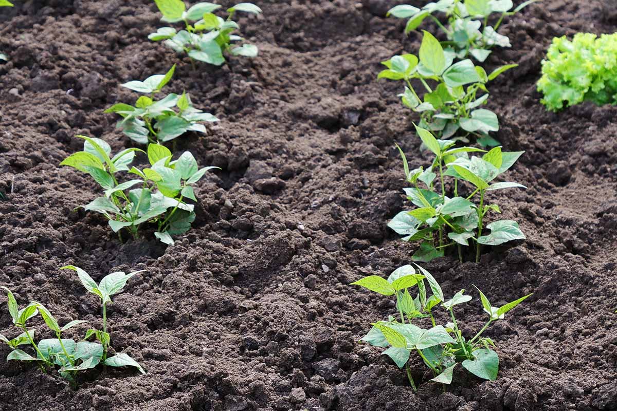 A close up horizontal image of rows of seedlings growing in the garden.